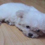 스압주의)☆★☆★우리이픈이자랑하러왔어요ㅋㅋ☆★☆★