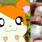 ★★★★★안보면 후회할꼬임 깜놀햄스터뺨칠만큼 완전 귀여운 우리집햄스터를소개할께요...