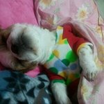 ★★★★★저희강아지만요렇게자나요?ㅋㅋㅋㅋㅋㅋㅋㅋㅋ★★★★★