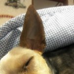 ★☆[개판](사진有)잠많고세워진똥을싸는우리집개를소개합니다★☆★