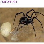 ☆★사진有/혐★☆세상에서 가장 무서운 맹독을 지닌 <b>생물</b>들☆★