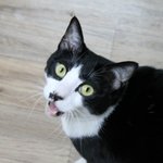 우리집 고양이 <b>솜사탕</b> 소개할까부리~