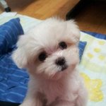 ★★사랑스런우리강아지를 소개합니다★★