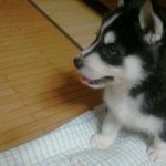 <b>와이</b>라노 ㅋㅋㅋㅋㅋㅋ사람인줄 아는 개님