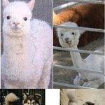 ★★★<b>사진</b>有 ) <b>털</b>의 중요성 ㅋㅋㅋㅋㅋㅋㅋㅋ
