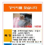 경기 남양주 진건읍] 요크셔 <b>수컷</b>] 강아지를 찾습니다