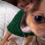 사진ㅇ꼭와주셈★☆우리집 강아지 치즈 귀여운 사진모음★☆