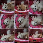 ★☆★사진有)나도 우리집 긔염둥이 자랑해볼랩☆★☆