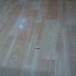 ♡♥♡♥(사진有)ㅈ..자꾸 늘어나는 쫌 징그러운 나의 애완동물♡♥♡♥