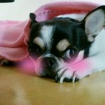 보셧나유 볼매 공주를 소개합니다!!(사진.동영상 有<b>느</b>님하트)★★★★★