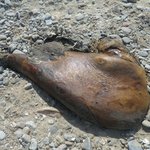 마시란 해변 괴생명체 <b>시체</b>