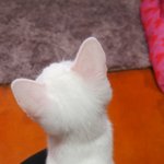 ★★고양이판★[비누편]★★마지막3탄!!!목포의<b>미묘</b>!똥꼬발랄고양이비누편입니다!!