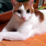 (사진有有)★우리집 사연있는 삼남매*.*★