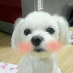 ☆★☆★☆★☆★(사진有) 우리집 강아지를 소개하겠사옵니다☆★☆★☆★☆★