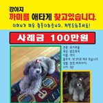 <사례금100만원> 서울 행당동 <b>전자</b>랜드근처 회색토이푸들 애타게...