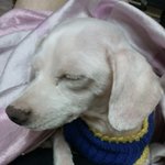 @@@@ 사진 아이有  사람을품은개 @@@@