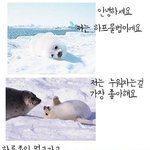 슬픈<b>하프</b>물범의이야기