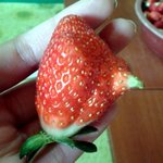 (사진有) ☆★신기딸기 보고가세요★☆