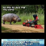 ★영화 작은<b>하마</b>이야기★