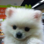 ♡개판, 동물판♡ 6개월 된 포메 우리슈를 소개합니다ㅏㅏ