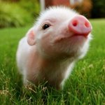 <b>포동</b>이는 계속있네 ㅋㅋㅋㅋ