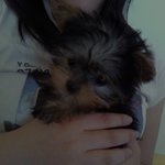 ★★사진有★★나더 개(犬)판 망망이판 써볼랴ㅎ.ㅎ