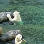 ★[사진,有]  x버랜드 북극곰이 신발을 먹고있어요 ★☆★☆★