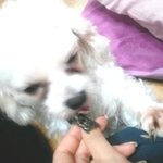 ♥개판 ♥사딘 有!!!!!!주인 얼굴 발로 차는 우리 귀염둥이 <b>망치</b>