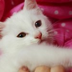 ★★★★★★ 동물판ㅋ(사진多) 우리집 개냥이 비누를 소개하겠어요ㅋ...