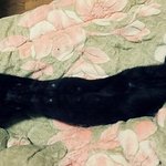 ☆★☆★우리집 고양이는 사람이에요(사진有)☆★☆★