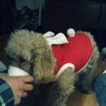 <b>방배동</b> 이수역 서문여고 주변 강아지 잃어버리신 분!