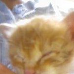 [동물판] 주워온치즈태비☆★☆★☆★☆★☆★☆★☆★