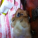 [부산]동래구 포메라<b>이언</b> 찾습니다!