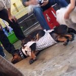 ※개판?사진有※★★<b>애견</b>카페 후기★★