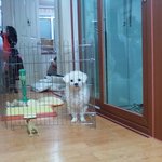 ★★우리집 강아지 이래됨ㅠㅠㅠ★★사진 有))