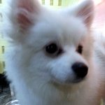 ★★[개판!!사진有!!!!!!!!]★★<b>애견</b>카페후기 !!!!