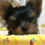 ☆★개판☆★사진有)우리집짱구소개합니다 ☆★