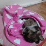 ♥♥♥사진多)저희집 똥순이 초코의 변천사를 소개해요!!♥♥♥