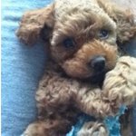 사진有) 스압주의!!!!!우리집 스릉스럽고기여운 <b>막둥이</b>를 소개합뉘당...