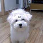 ★★★★★동물판/우리집<b>송이</b>를소개합니다★★★★★