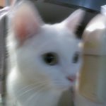 사진有)★★★★★★★★고양이판★★★★★★★★★