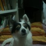 서울시강북구<b>미아역</b>근처동네에서 강아지를 주웠어요,