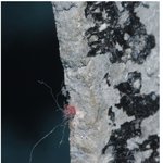 ★★'붉은 멍게 사건' 을 비롯한 천안함 불신 - 오마이-한겨레-미디어오늘의...