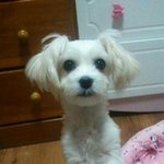 사람인줄 아는 남자친구강아지 ♥기똥이♥ 톱스타만들어주기