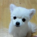 우리집 망나니개 딱수니,딱구에 일상 (스압주읰ㅋㅋ)
