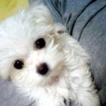 (♥개판♥) 우리집 멍뭉이를 소개합니당 !