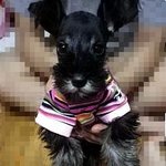 [개판] 303호<b>새댁</b> 슈나자랑하기^^