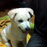 사진有-천사백구판)★진돗개★우리나라 천연기념물 53호