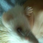 사진 有/고슴도치 <b>코에</b> 이상한게 낫아요 도와주세요 ㅠㅠ