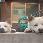 잠복 근무 중인 <b>동물</b>들